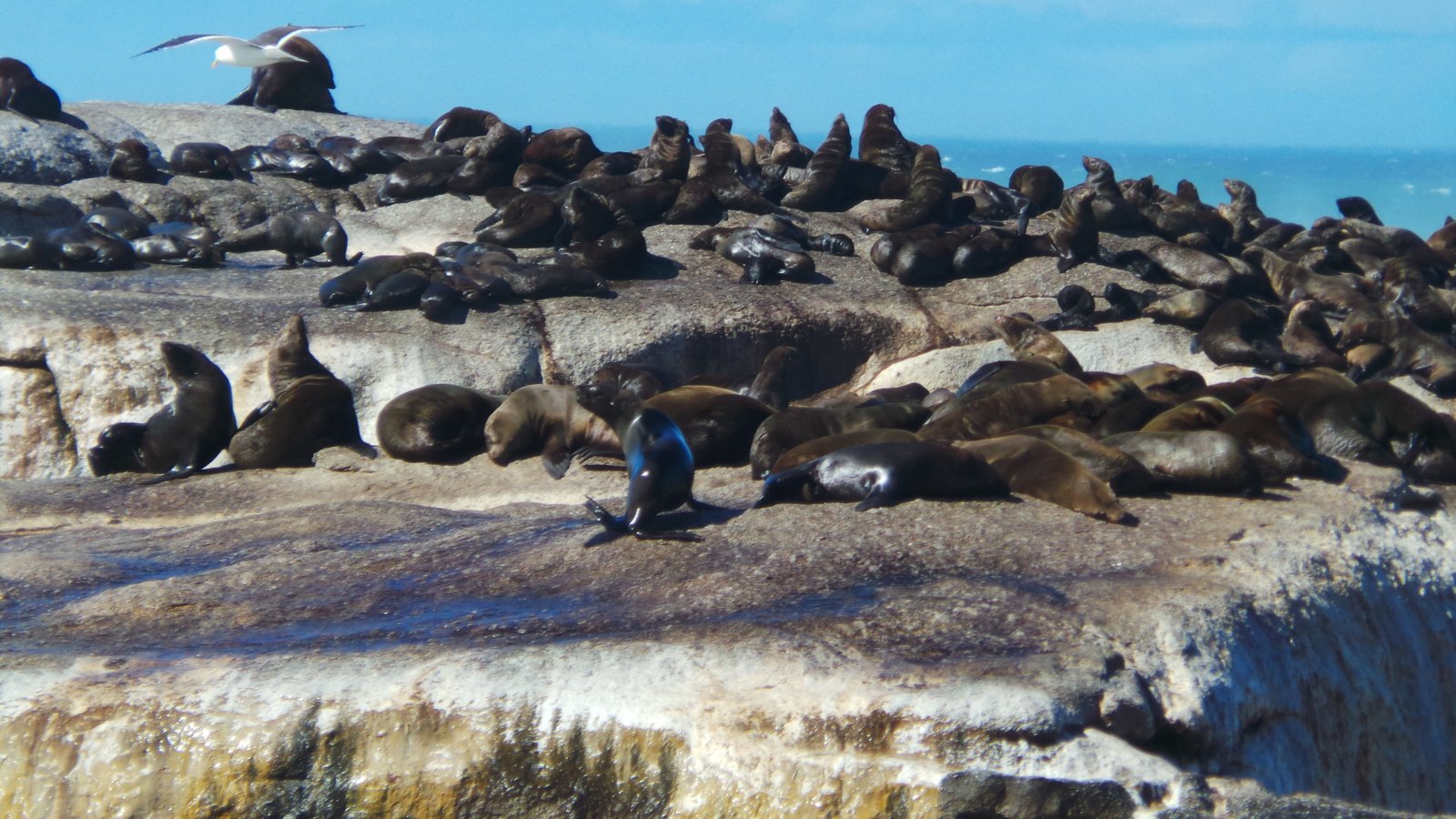 Seal Watching43